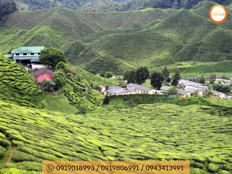 Cameron Highland sở hữu vô số điểm tham quan hấp dẫn - Du lịch 360Go 